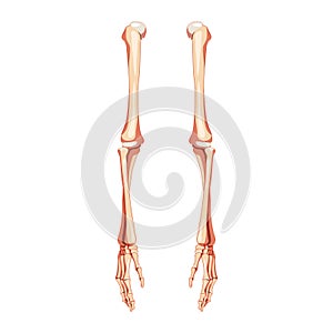 Arms Skeleton Human front Anterior ventral view. Set of hands, forearms, humerus, ulna, radius, phalanges Anatomically