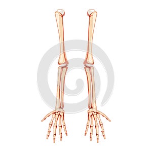 Arms Skeleton Human front view. Set of hands, forearms, humerus, ulna, radius, phalanges Anatomically correct realistic