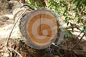 Armstrong Redwoods State Natural Reserve, California, United States