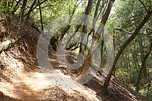 Armstrong Redwoods State Natural Reserve, California, United States