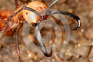 Army ant photo