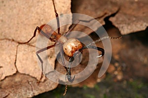 Army ant photo