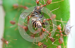 Army Ant and bee