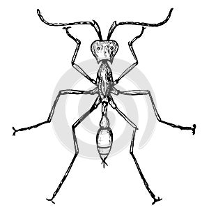 Army Ant, vintage illustration