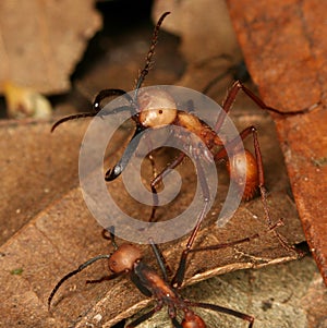Army ants photo