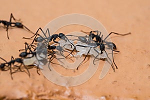 Army ants dragging away their prey