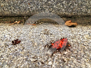 Army of Ants Eating Berry