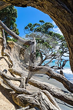 Army Bay Whangaparaoa Peninsula in Auckland