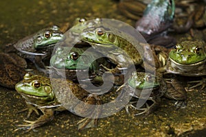 Army of frogs in a pond photo