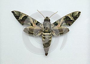 Army green moth