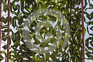 Army Military Weathered Masking Camouflage Net Background, Mask Net Tarp Seamless Isolated Texture. Protective Khaki