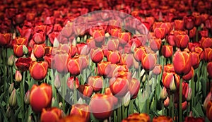 The army of red tulips....