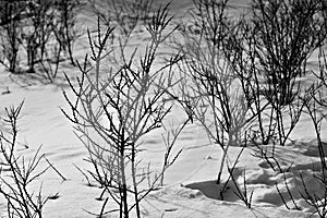 army thorny shrubs