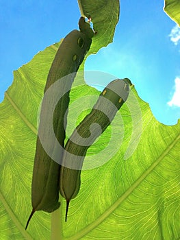 Armyworms eat leaves