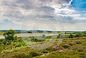 Arne Heathland in Dorset