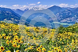 Arnica in alpine meadows. photo