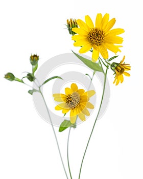 Arnica Arnica montana - flowers isolated on white background