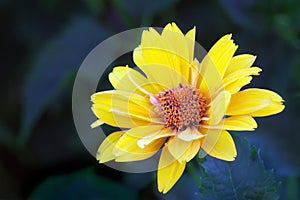 Arnica blossom