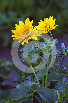 Arnica blossoms