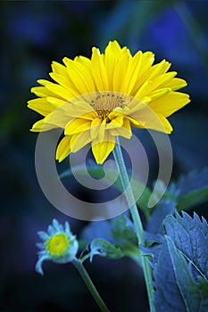 Arnica blossoms