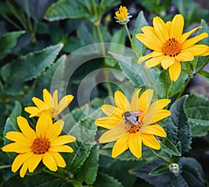 Arnica blossoms with bee