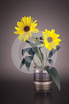 Arnica blossoms in a vase photo