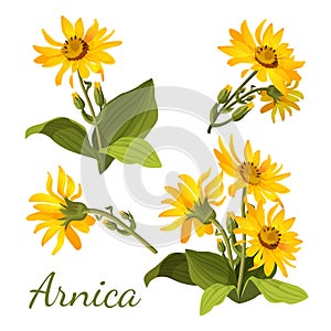 Arnica floral composition. Set of flowers with leaves, buds and branches.