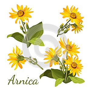 Arnica floral composition. Set of flowers with leaves, buds and branches. photo