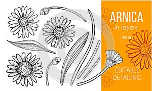 Arnica floral engraving design elements. Set of hand drawn flowers, leaves and buds.