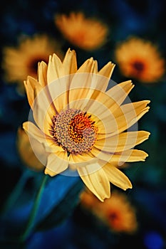 Arnica flower blossom