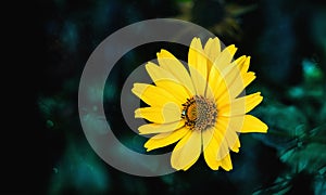 Arnica flower blossom on a dark green background