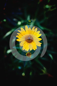Arnica flower blossom with insect on a dark background photo