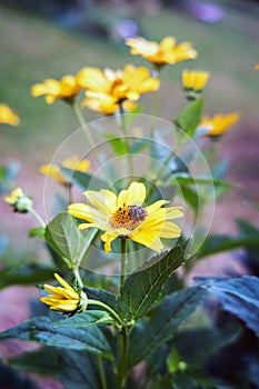 Arnica flower blossom with wet bee after rain photo