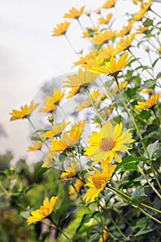 Arnica flower blossoms