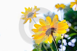 Arnica flower blossoms photo