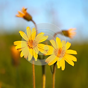 Arnica flower close up in summer mountains meadow photo