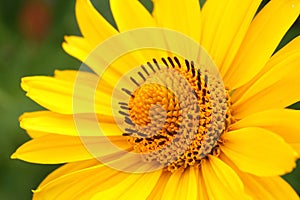 Arnica flower in the garden