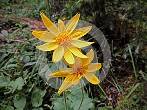 Arnica Flower, Heartleaf, close up macro in Banff National Park, Canada