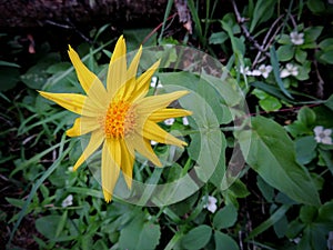 Arnica Flower, Heartleaf, close up macro in Banff National Park, Canada