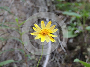 Arnica Flower, Heartleaf, close up macro in Banff National Park, Canada