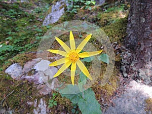 Arnica Flower, Heartleaf, close up macro in Banff National Park, Canada photo