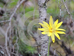 Arnica Flower, Heartleaf, close up macro in Banff National Park, Canada