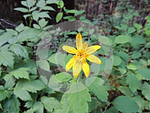 Arnica Flower, Heartleaf, close up macro in Banff National Park, Canada photo