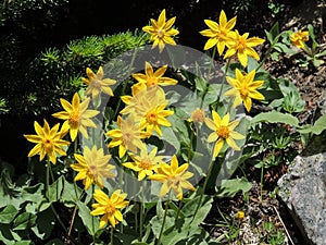 Arnica Flower, Heartleaf, close up macro in Banff National Park, Canada photo