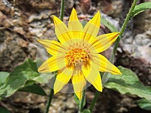 Arnica Flower, Heartleaf, close up macro in Banff National Park, Canada photo