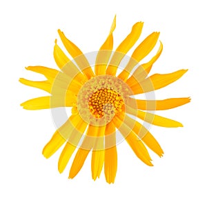 Arnica montana flower photo