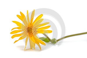 Arnica montana photo