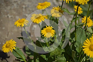 Arnica flowers