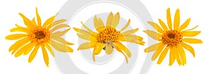 Arnica montana flowers photo