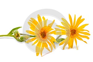 Arnica montana flowers photo